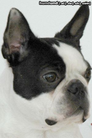Boston Terrier Hunde Foto 22202 in höherer Auflösung ansehen Boston Terrier Ch. Cover Girl Jolly Joker, gen. Pünktchen