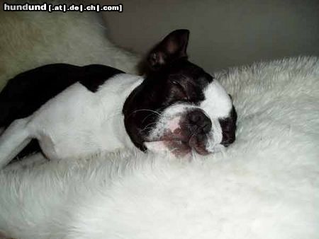 Boston Terrier Hunde Foto 9671 Boston Terrier schnarch...Zzzz...