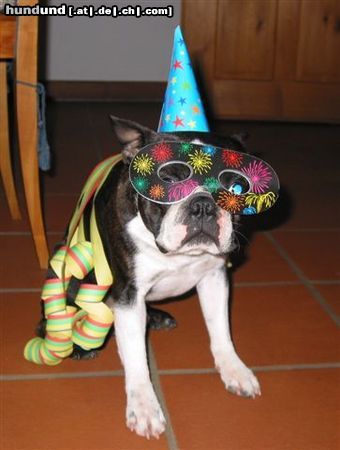 Boston Terrier Hunde Foto 17410 Boston Terrier So verbrachte Toni die Sivesternacht