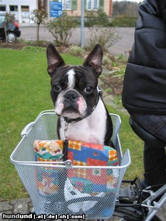 Boston Terrier Toni diesmal ganz sportlich unterwegs