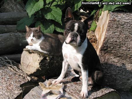 Boston Terrier Hunde Foto 14978 Boston Terrier Toni mit seinem Freund Muck