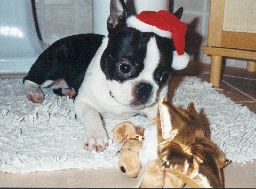 Boston Terrier Hunde Foto 1449 Boston Terrier