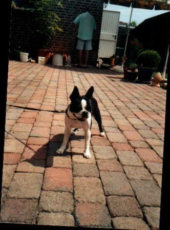Boston Terrier Hunde Foto 27745 in höherer Auflösung ansehen Boston Terrier Nancy Oranjelust vom hengstbachtal