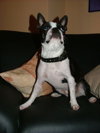 Boston Terrier Hunde Foto 29352 in höherer Auflösung ansehen Boston Terrier Yuma