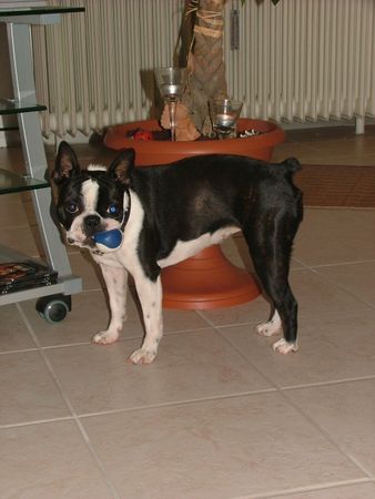 Boston Terrier Hunde Foto 29353 in höherer Auflösung ansehen Boston Terrier Yuma