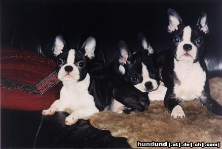 Boston Terrier, Boston Bull Foto 18107 - hundund.de
