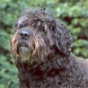 Bouvier des Flandres