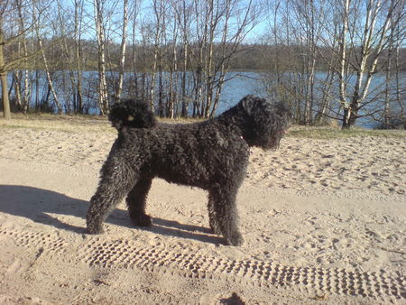 Bouvier des Flandres Bexter Sir vom Ambratal