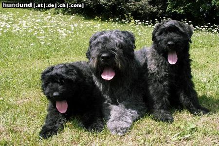 Bouvier des Flandres Hunde Foto 4753 Bouvier des Flandres Kiara mit zwei ihrer Welpen. Zwinger v. Ambratal