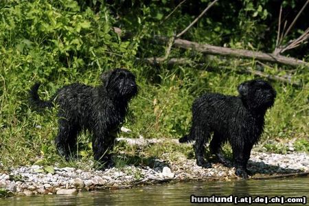 Bouvier des Flandres Hunde Foto 5380 Bouvier des Flandres Ayscha u.Aros, Supersommer 2003