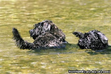 Bouvier des Flandres Hunde Foto 4756 Bouvier des Flandres Ayscha u. Aros v.Amratal auf Tauchstation.
