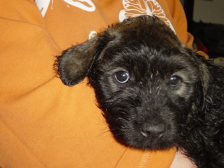 Bouvier des Flandres die fluse