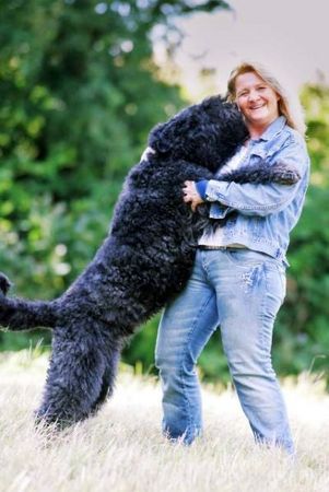 Bouvier des Flandres Hunde Foto 41817 in höherer Auflösung ansehen Bouvier des Flandres Bexter Sir vom Ambratal das Team