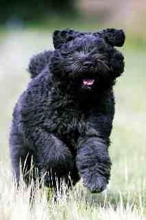 Bouvier des Flandres Bexter Sir vom Ambratal 