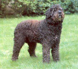 Bouvier des Flandres Hunde Foto 107 Bouvier des Flandres