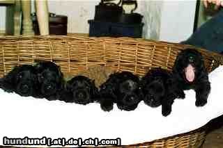 Bouvier des Flandres Hunde Foto 4298 Bouvier des Flandres Buffelmeute