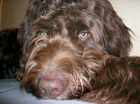 Bouvier des Flandres schau mir in die augen