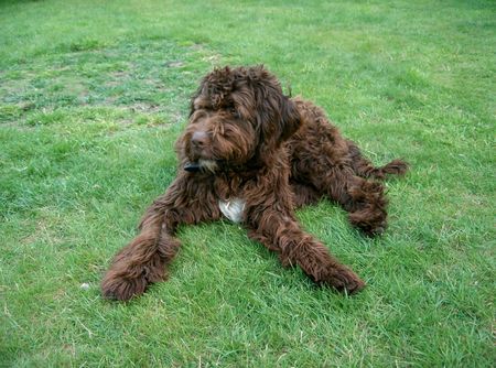 Bouvier des Flandres mein Nero