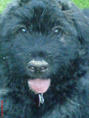 Bouvier des Flandres mit der nase durch den sand ... toooooll