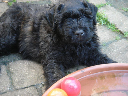 Bouvier des Flandres fluse