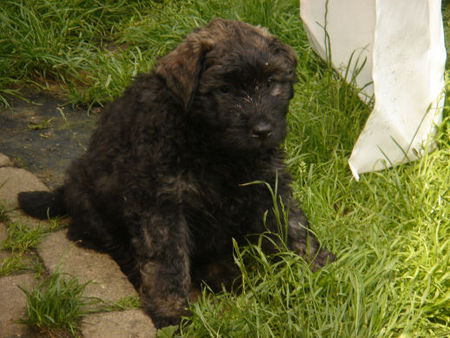 Bouvier des Flandres fluse