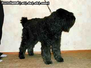 Bouvier des Flandres Hunde Foto 4321 Bouvier des Flandres Happy Quieara von der Eysa/ Zwinger vom Ambratal
