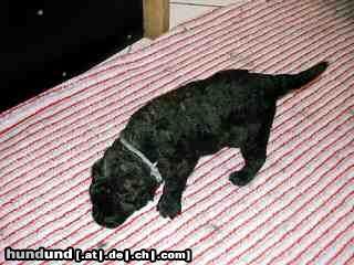 Bouvier des Flandres Hunde Foto 4290 Bouvier des Flandres Welpen