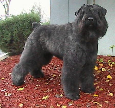 Bouvier des Flandres USA/POL/Euro CH. DRAGON BORGIA z Flandryjskiego Gniazda