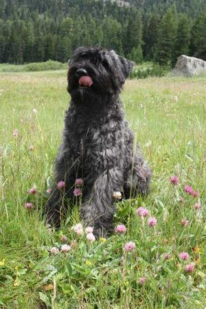 Bouvier des Flandres