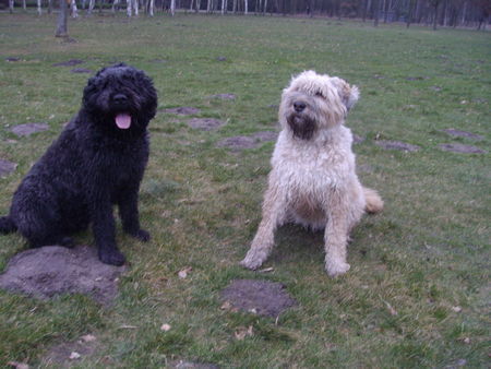 Bouvier des Flandres Bexter Sir vom Ambratal u. Corita