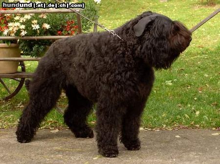 Bouvier des Flandres Hunde Foto 17546 in höherer Auflösung ansehen Bouvier des Flandres VDH Champion Ashley-Szina von der Höh