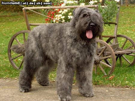 Bouvier des Flandres Hunde Foto 17547 in höherer Auflösung ansehen Bouvier des Flandres Junghündin