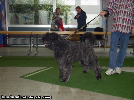 Bouvier des Flandres Hunde Foto 17548 in höherer Auflösung ansehen Bouvier des Flandres Rüde mit 15 Monaten