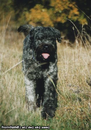 Bouvier des Flandres Hunde Foto 14563 Bouvier des Flandres Coras-King vom Oval
