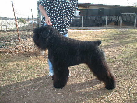 Bouvier des Flandres USA CH. FIGO DUSTIE z Flandryjskiego Gniazda