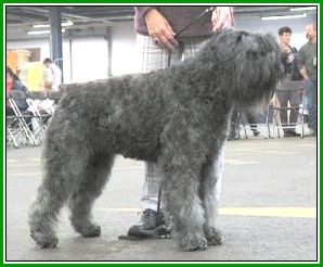 Bouvier des Flandres Hunde Foto 1816 Bouvier des Flandres Ivy Regan v. Bouvier Toline, World Champion