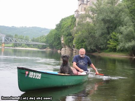 Bouvier des Flandres Hunde Foto 15682 in höherer Auflösung ansehen Bouvier des Flandres Auch Buffis brauchen Urlaub