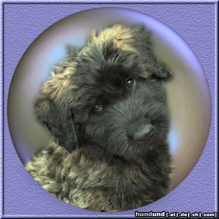 Bouvier des Flandres Hunde Foto 15040 in höherer Auflösung ansehen Bouvier des Flandres Lennox, son of Lennox and Ivy