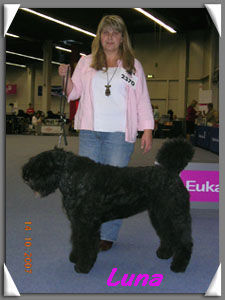 Bouvier des Flandres Hunde Foto 40132 Bouvier des Flandres Bouviers vom Cantrikihof - Luna in Dortmund'07