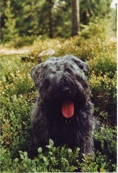 Bouvier des Flandres Meija(Menja-Toos av Åsvidr) in der wald,Kloten Schweden.