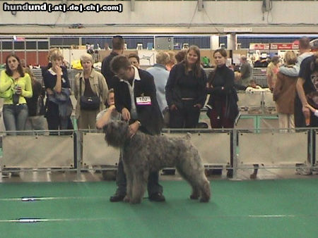 Bouvier des Flandres Hunde Foto 25091 Bouvier des Flandres Mike Urza Fan't Fryske Lan