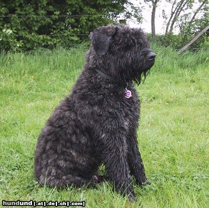Bouvier des Flandres Hunde Foto 19047 in höherer Auflösung ansehen Bouvier des Flandres