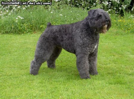 Bouvier des Flandres Hunde Foto 5253 Bouvier des Flandres World Winner 03 Ygor Raiza v.d. Vanenblikhoeve