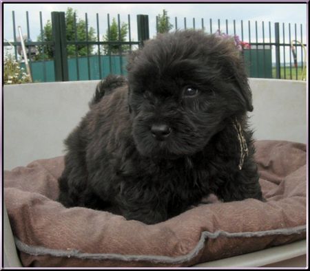 Bouvier des Flandres Maddock, 6 weeks