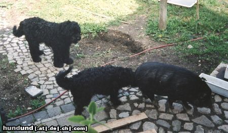 Bouvier des Flandres Hunde Foto 7526 Bouvier des Flandres Mutter + Sohn bei der Arbeit