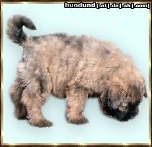 Bouvier des Flandres Hunde Foto 2750 Bouvier des Flandres Amelie Rhodos v. Bouvier Topline