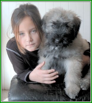 Bouvier des Flandres Hunde Foto 1819 Bouvier des Flandres Ben Regan v. Bouvier Topline mit Ashley