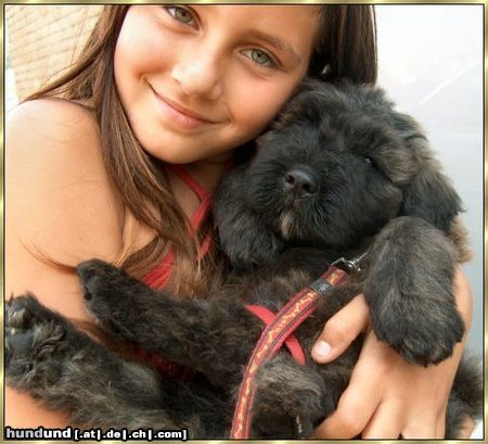 Bouvier des Flandres Hunde Foto 13544 Bouvier des Flandres Caino Ivy v. Bouvier Topline mit 7 Wochen