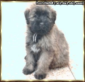 Bouvier des Flandres Hunde Foto 2752 Bouvier des Flandres Beau Rhodos v. Bouvier Topline