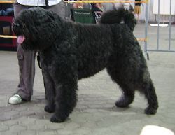 Bouvier des Flandres Bexter Sir vom Ambratal Ausstellung Dortmund 2007